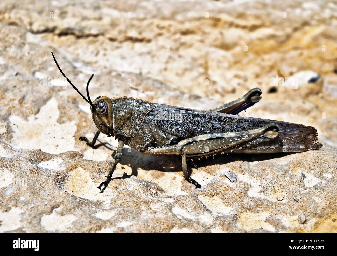 Eypeprocnemis plorans ou trémie à gazon méditerranéenne Banque D'Images
