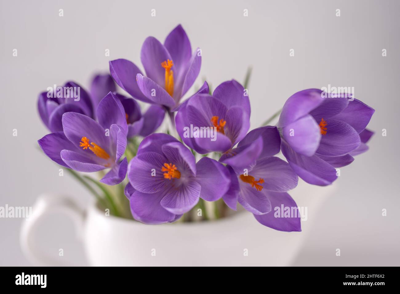 belle vue du printemps de la fleur de crocus pourpre sur la table. Banque D'Images