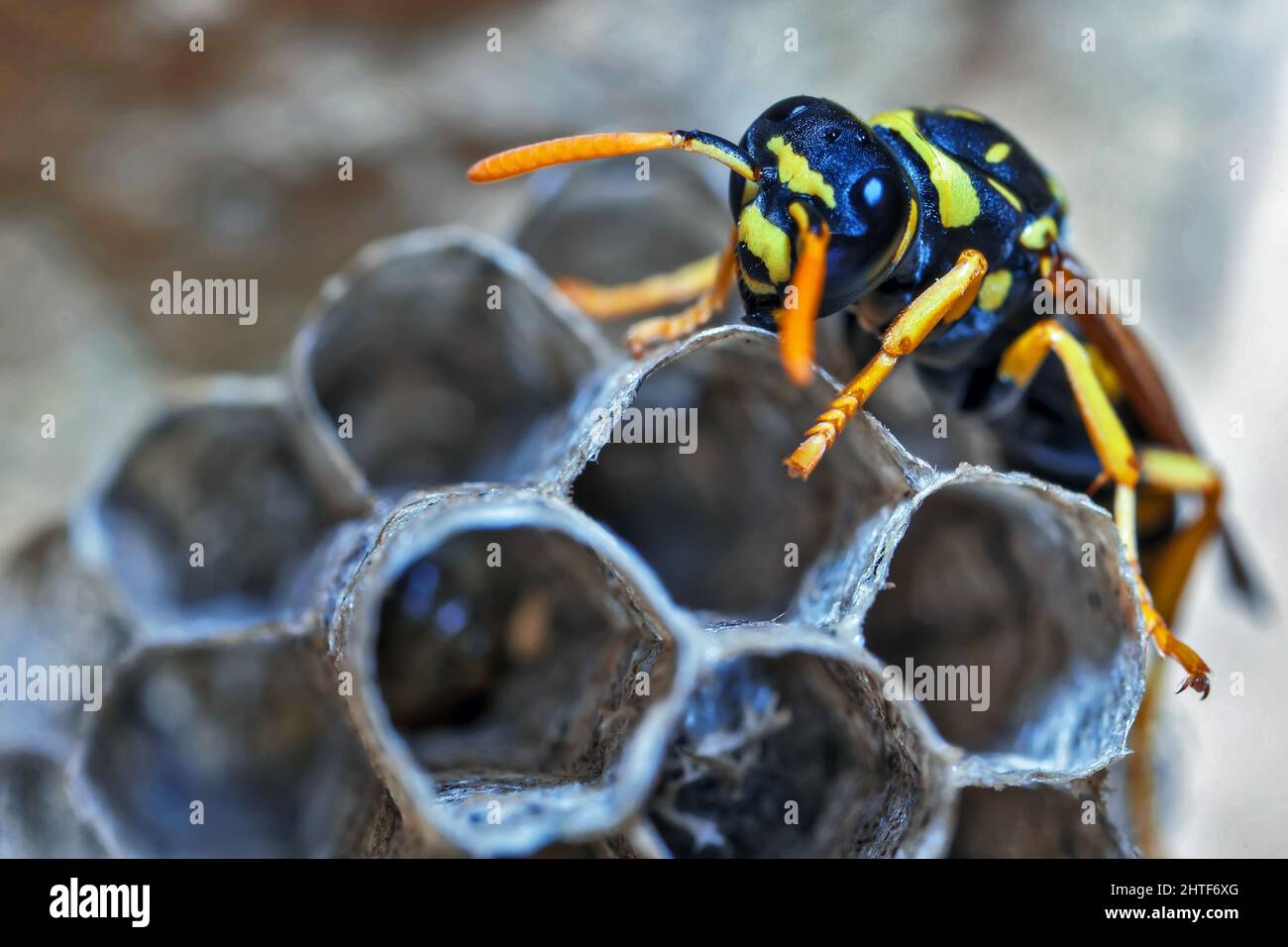 La Reine de la guêpe de papier construit son Nest Photo Stock Alamy — free download