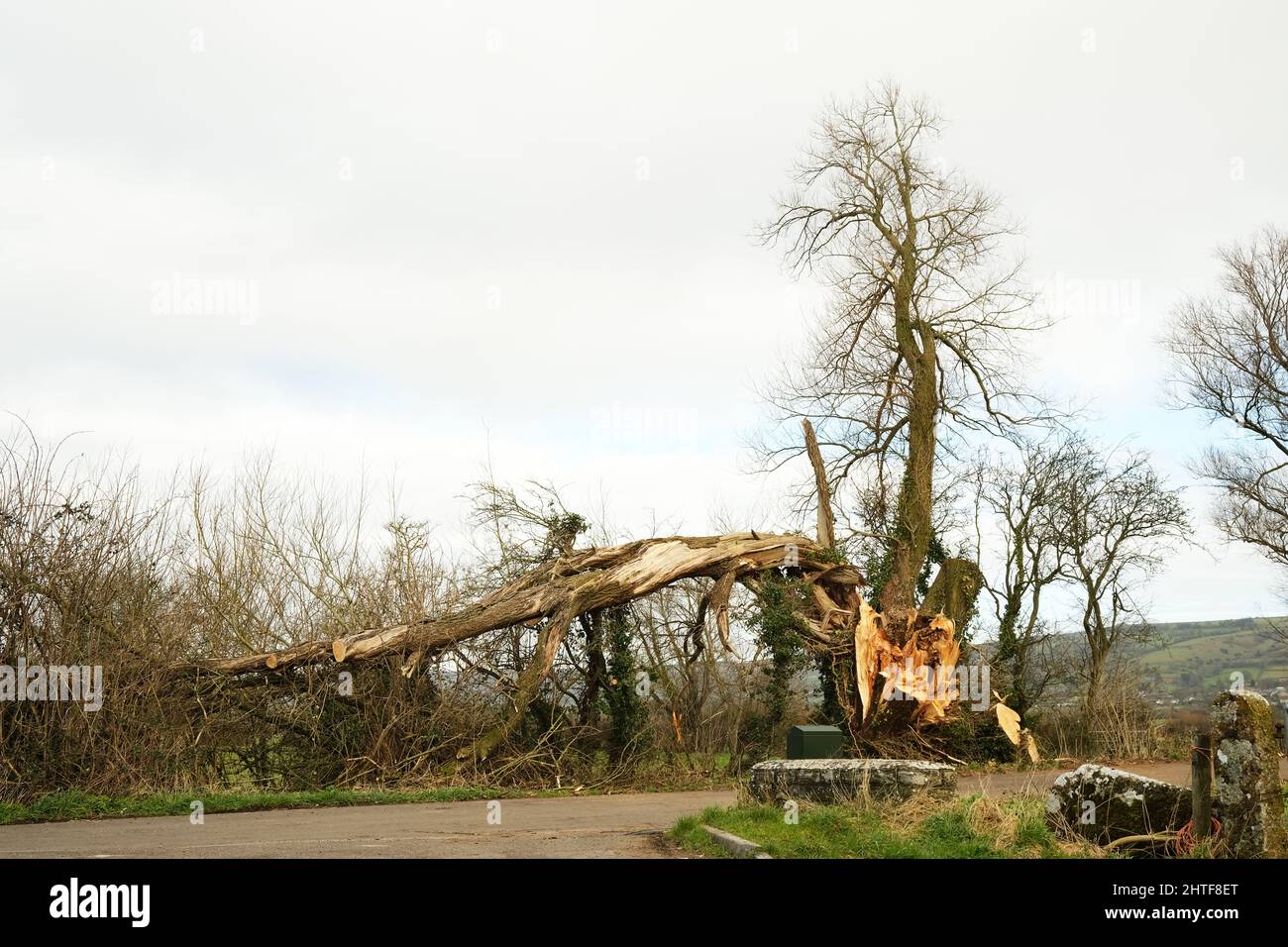 Février 2022 - le gros vieux arbre endommagé auparavant et encore par la tempête Eunice en février 2022. Banque D'Images
