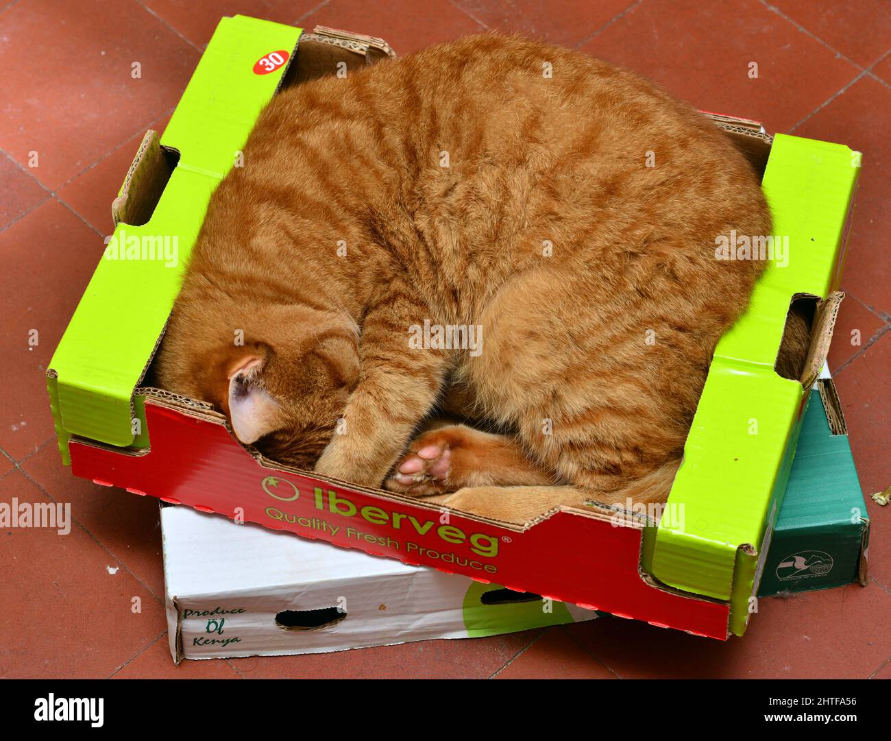 Un chat de gingembre dort dans une boîte de légumes dans une cuisine de campagne. Banque D'Images