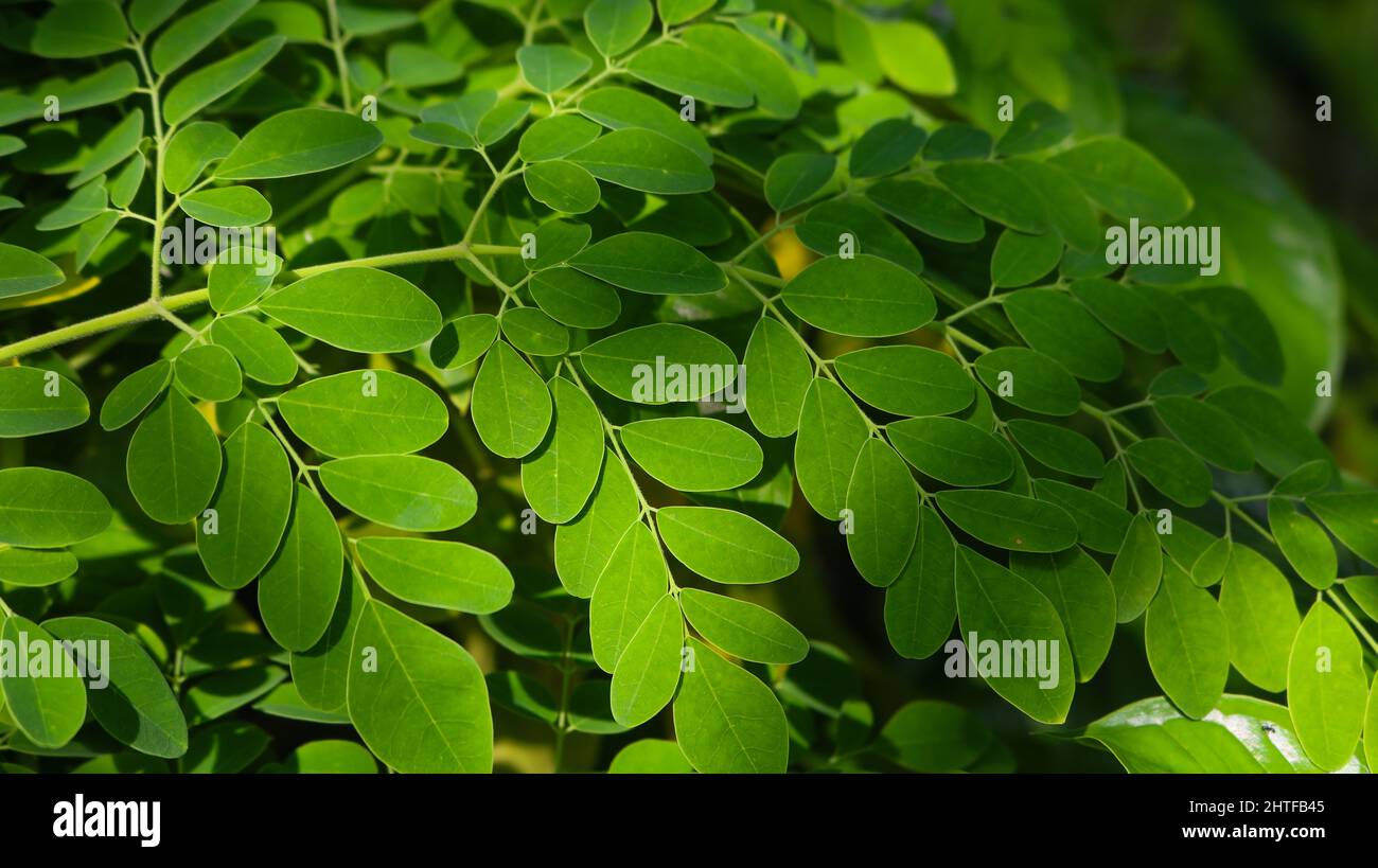 Feuilles de Moringa vert frais plante médicinale (Moringa oléifera Lamk.) Le Moringa naturel laisse un fond vert. Banque D'Images