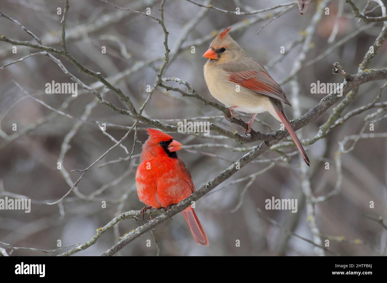 Cardinaux du Nord, cardinalis cardinalis, mâle et femelle Banque D'Images