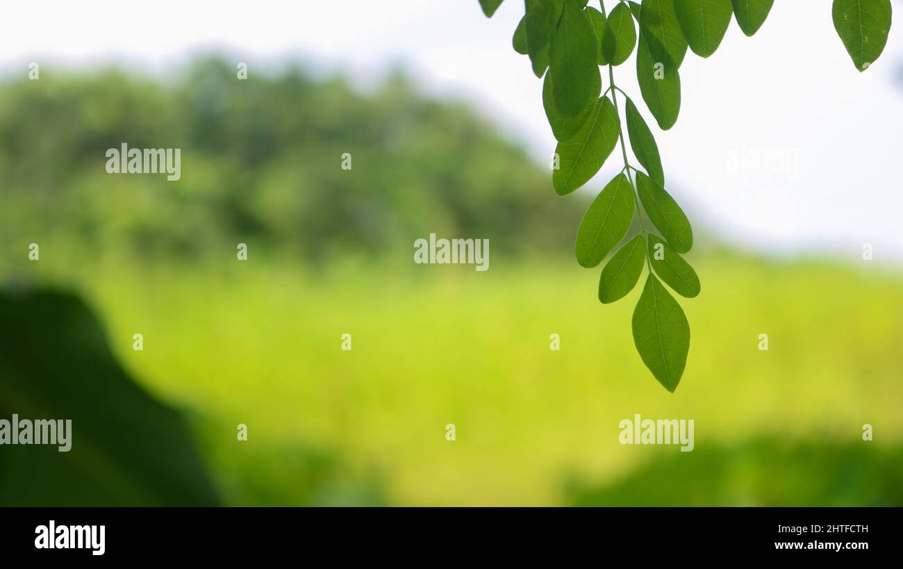 Arbre de pilon, image d'arbre de Moringa. Moringa a beaucoup de vitamines et de minéraux importants. Vert naturel feuilles de Moringa dans le jardin, fond vert. Banque D'Images
