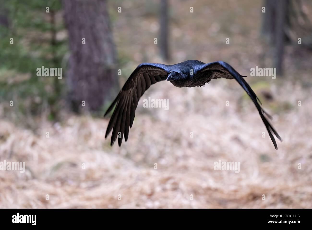 Le grand corbeau vole à travers la forêt à la recherche de nourriture. Banque D'Images