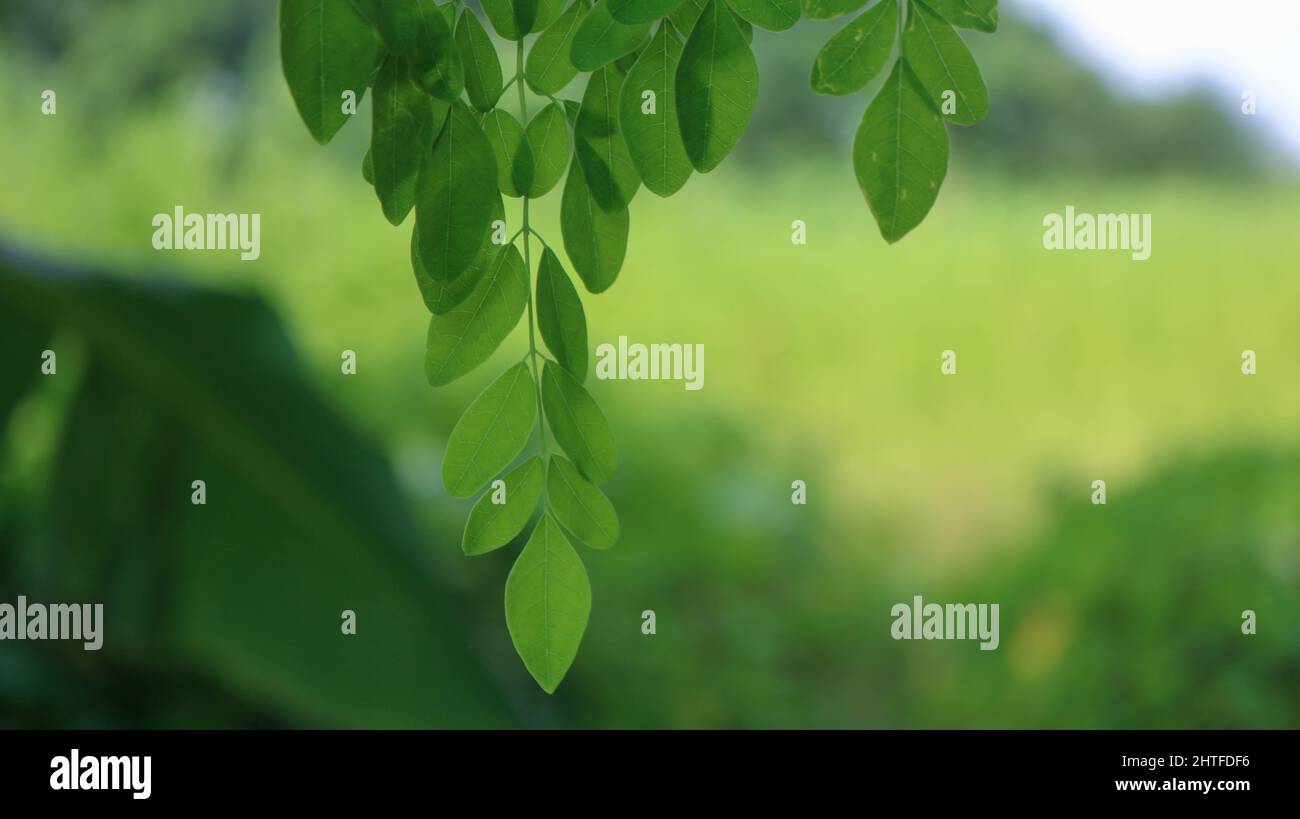 Arbre de pilon, image d'arbre de Moringa. Vert naturel feuilles de Moringa dans le jardin, fond vert. Banque D'Images