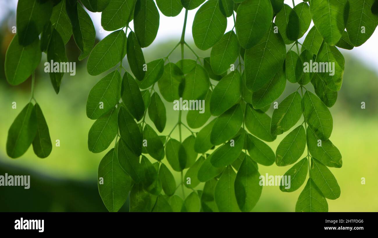 Arbre de pilon, image d'arbre de Moringa. Vert naturel feuilles de Moringa dans le jardin, fond vert. Banque D'Images