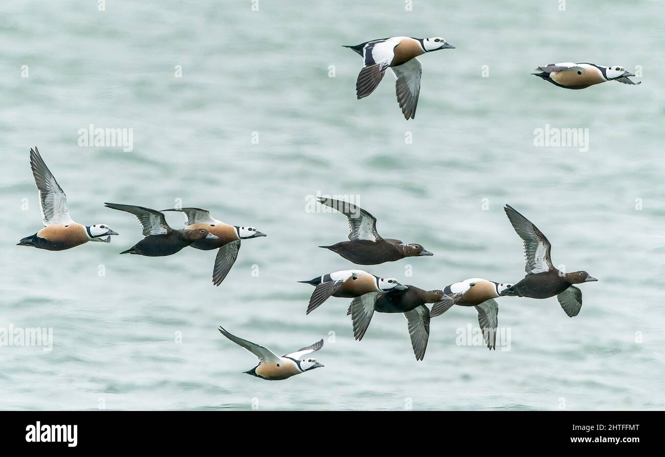 L'eider de Steller, Polysticta stelleri, troupeau d'oiseaux volant au-dessus de l'eau dans le golfe de Finlande, Estonie, Estonie, 24 février 2022 Banque D'Images