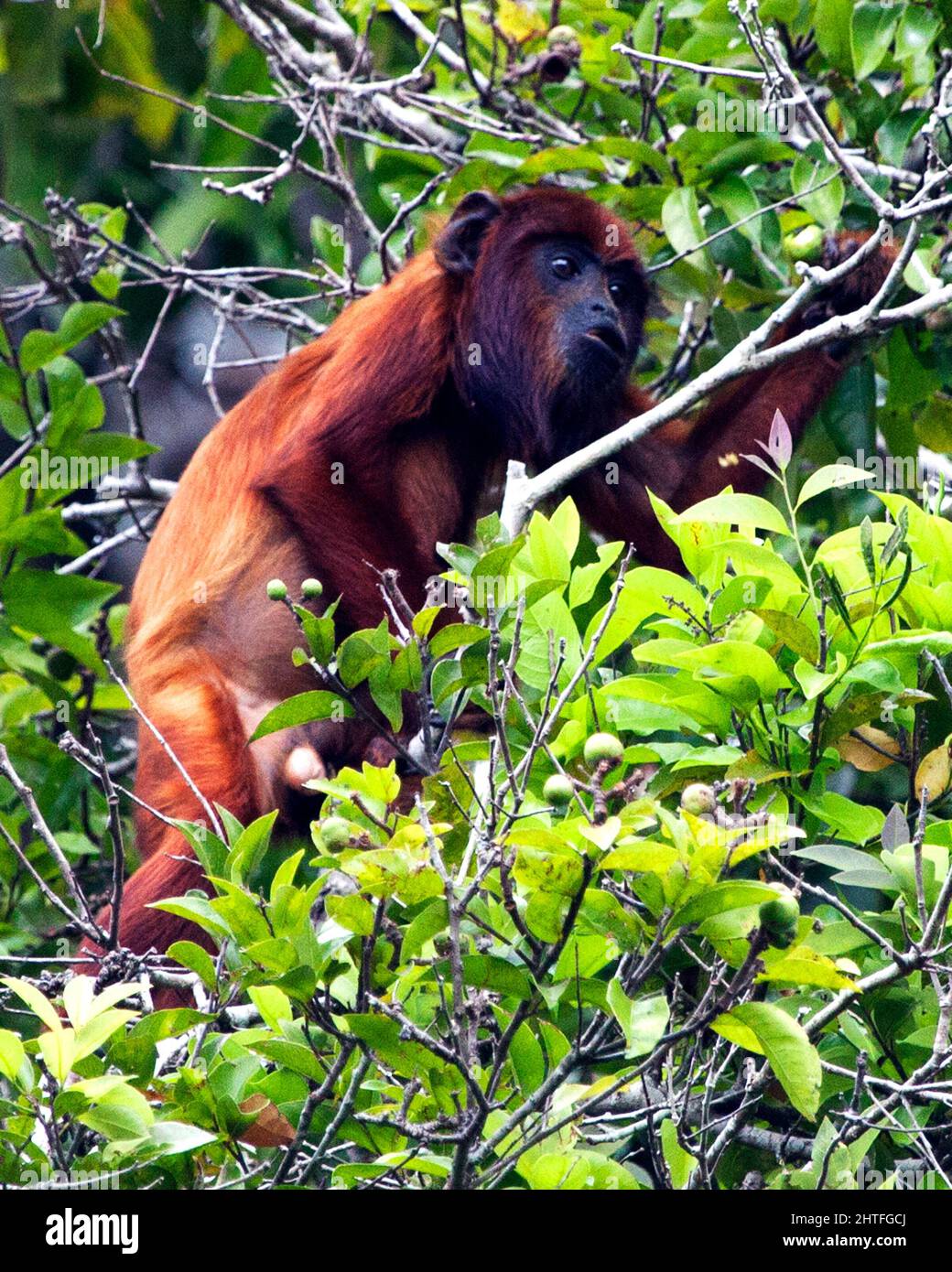 Portrait en gros plan d'un singe hurleur rouge bolivien (Alouatta sara) qui se fourraille dans les arbres des Pampas del Yacuma, en Bolivie. Banque D'Images