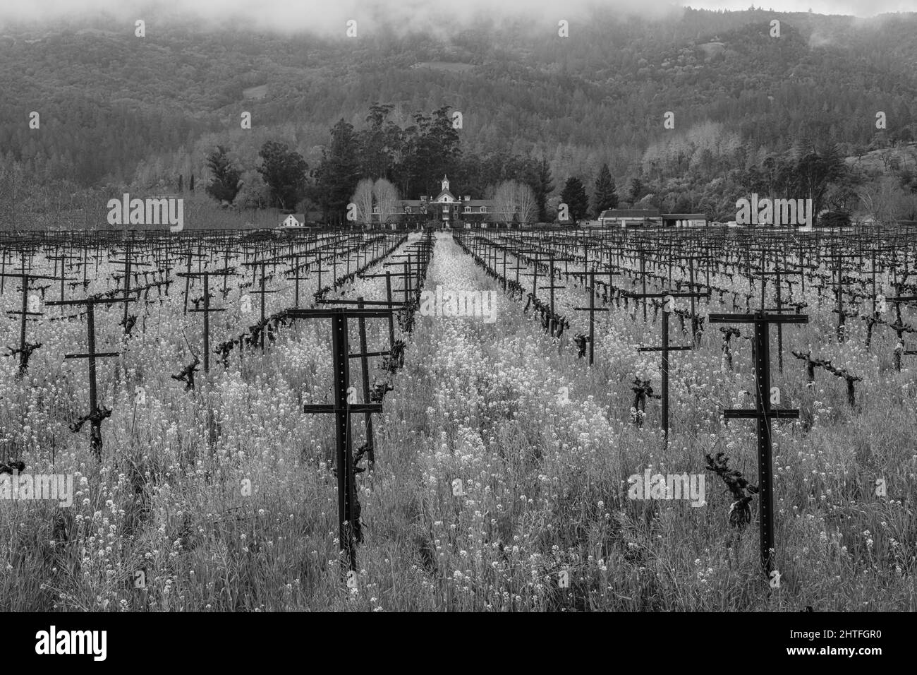 Un paysage viticole avec un premier plan de fleurs de moutarde.Napa Valley, Californie. Banque D'Images