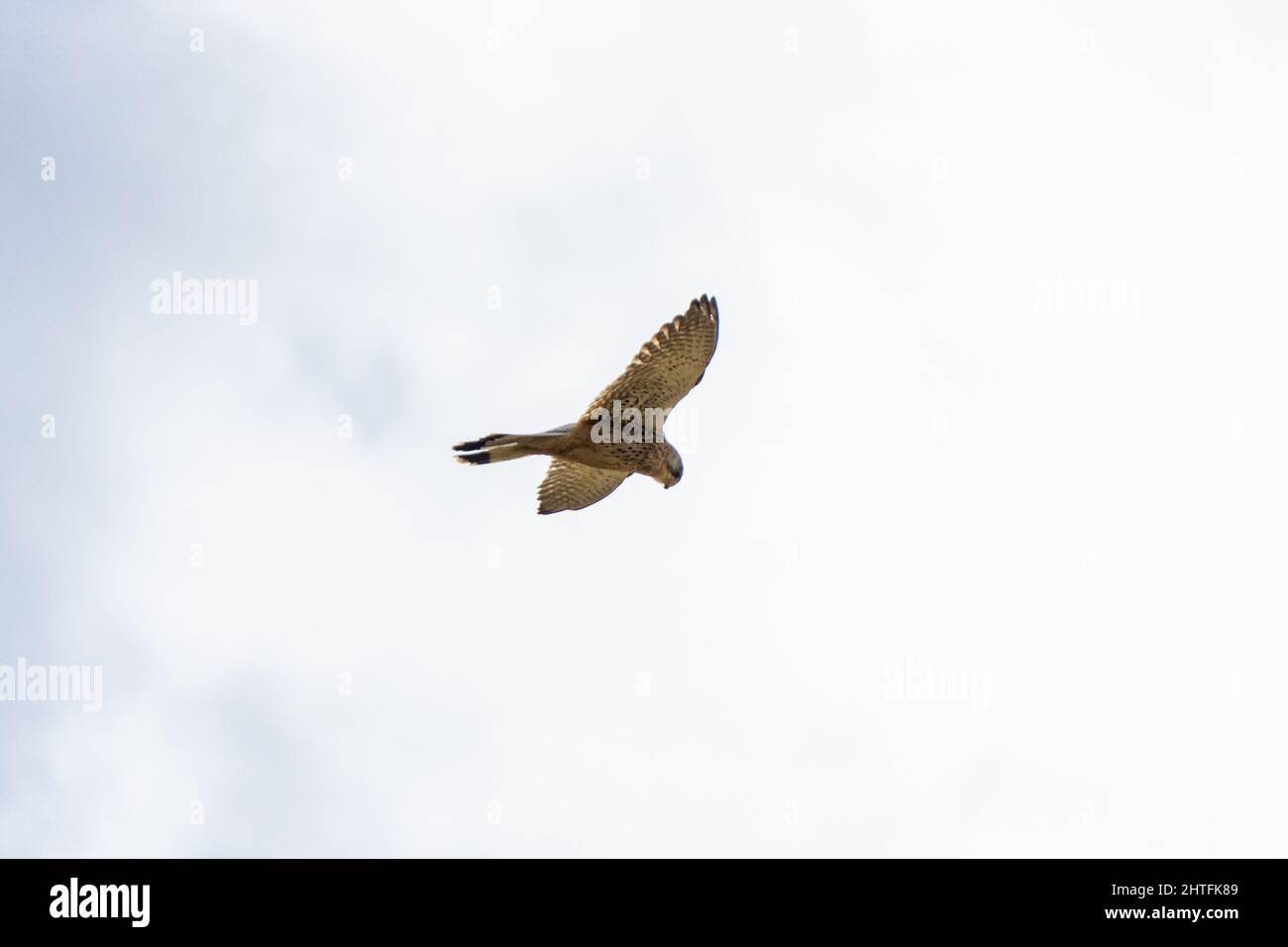falcon devant les nuages blancs Banque D'Images