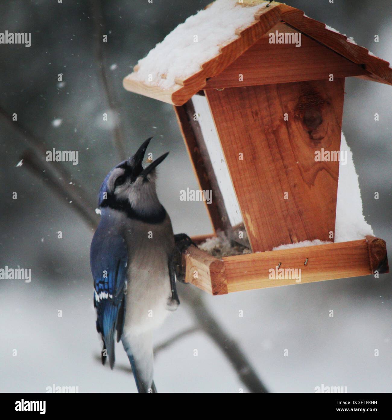 Gros plan d'un oiseau de wren perché sur un nid à bouche ouverte Banque D'Images
