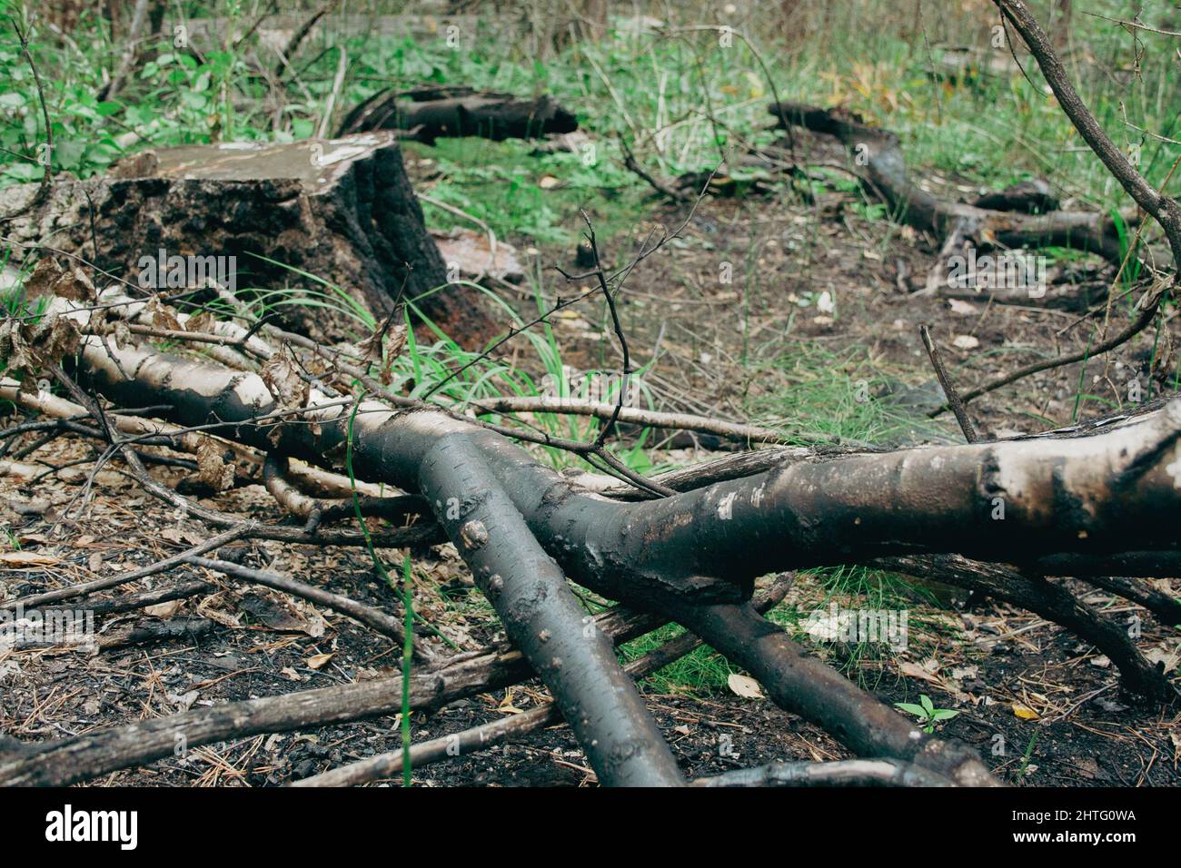 Beaucoup d'arbres et de branches carbonisés et brûlés Banque D'Images