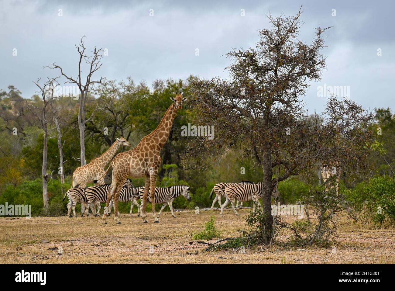 Girafe à distance avec Zebra Banque D'Images