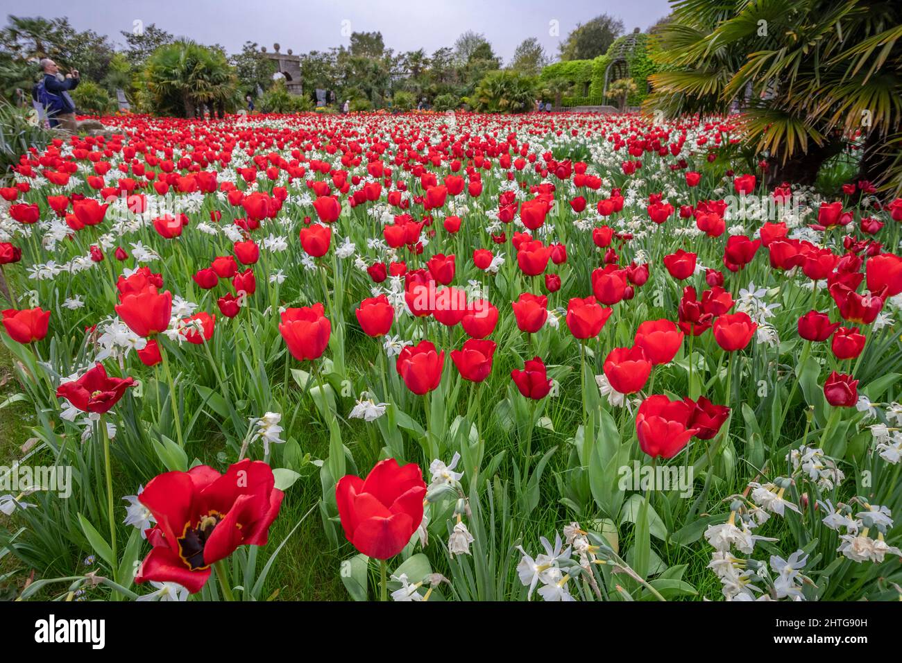 Arundel Castle Tulip Festival montrant une magnifique exposition de tulipes rouges en avril - Arundel, West Sussex, Angleterre Banque D'Images