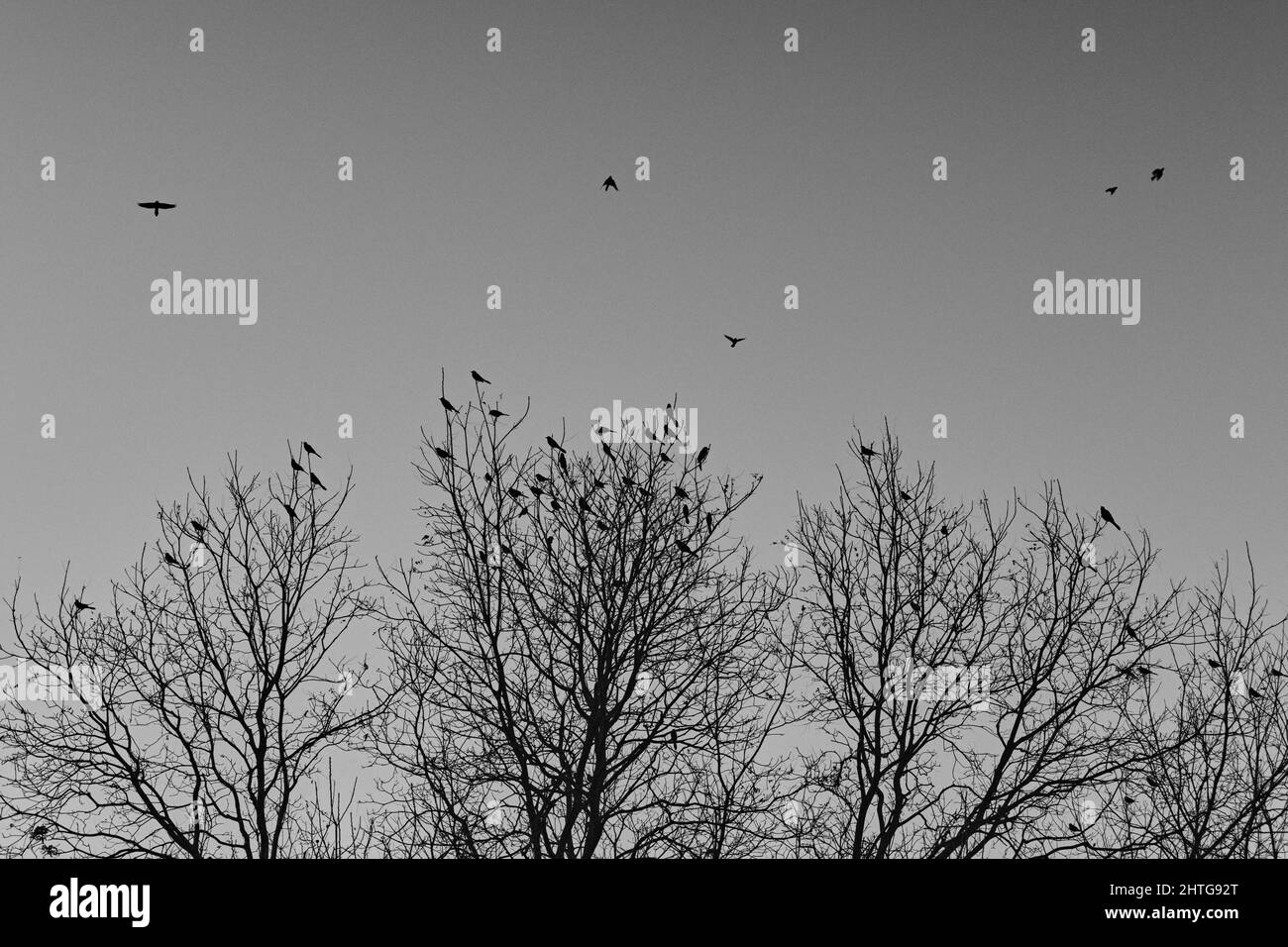 Plan à angle bas d'un troupeau d'oiseaux en formation de vol, migrant avant l'hiver vient Banque D'Images