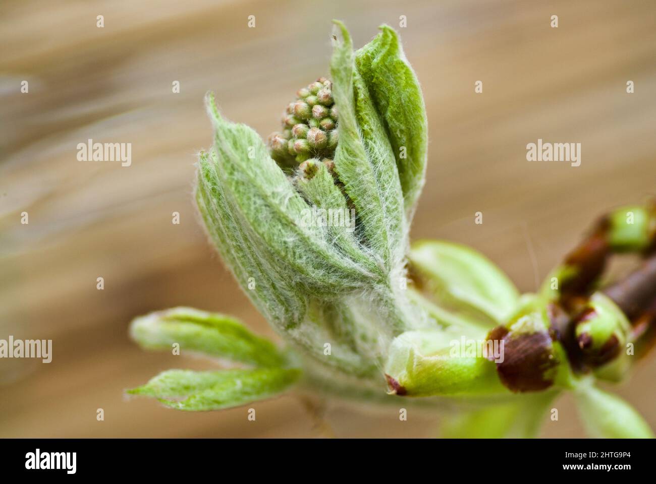 Des feuilles de cheveux vert pâle et un bourgeon de fleur de l'arbre suédois Whitebeam au printemps. Banque D'Images