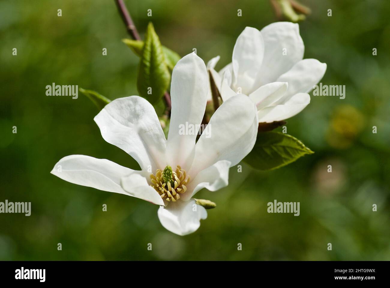 Brindilles avec deux fleurs de magnolia blanc sur fond vert au printemps. Banque D'Images