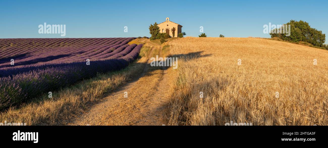 Provence en été avec champs de lavande et de blé. Chapelle d'Entremennes dans les Alpes-de-haute-Provence, France Banque D'Images