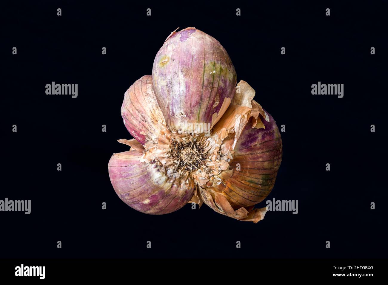 Échalote brune et pourpre, Allium CESP oignon, isolée sur fond sombre Banque D'Images