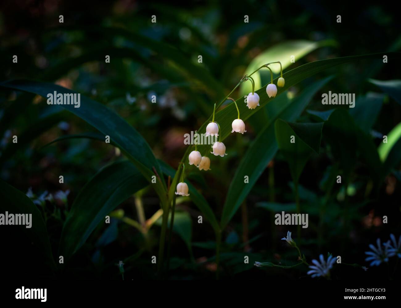 Lily de la vallée, Convallaria majalis fleurs blanches imacro dans la forêt sombre Banque D'Images