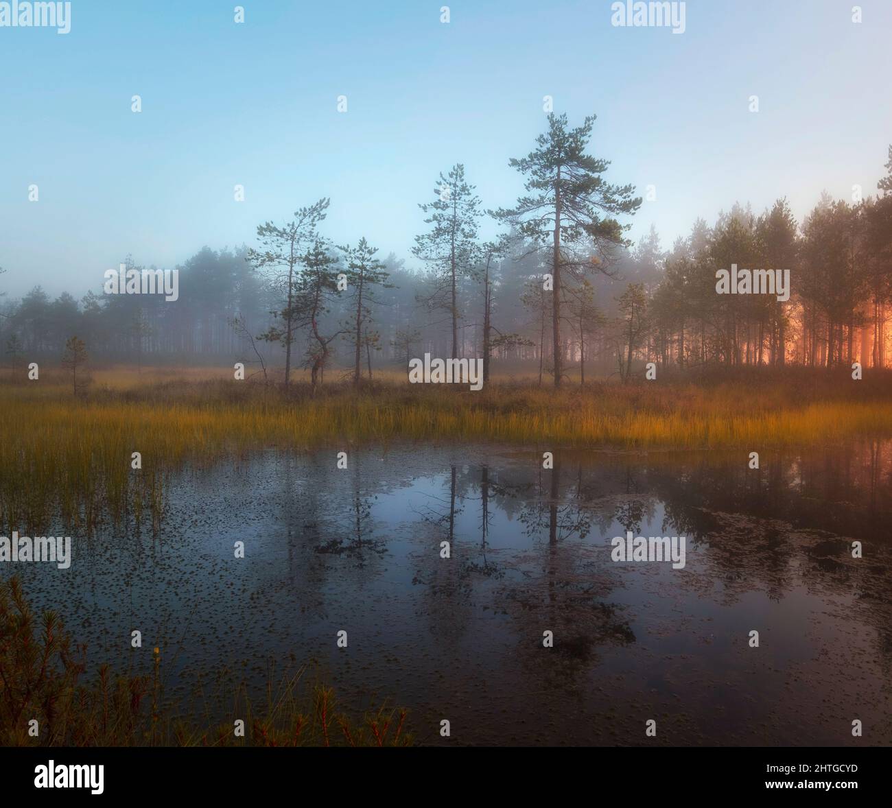 Coucher de soleil d'automne dans le marais. Paysage naturel dans le parc national de Ozernoye Swamp avec du brouillard, de l'herbe jaunée et des pins. Banque D'Images