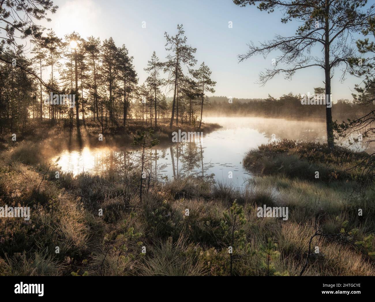 Aube d'automne dans le marais. Paysage naturel dans le parc national de Ozernoye Swamp avec du brouillard, de l'herbe jaunée et des pins. Banque D'Images