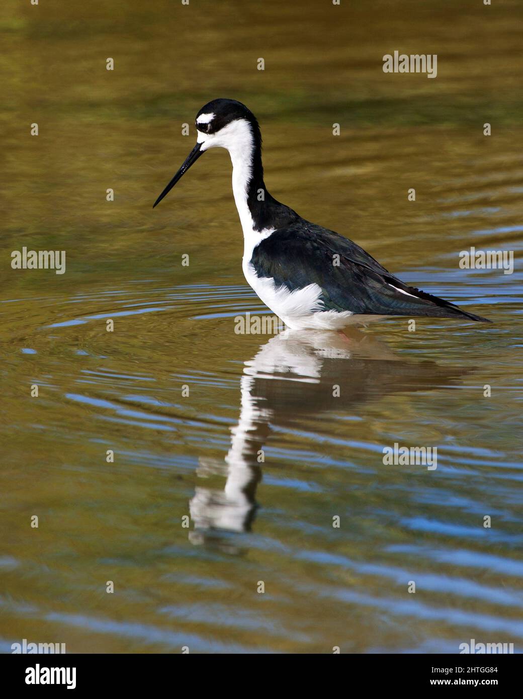 Gros plan d'un oiseau à col noir (Himantopus mexicanus) à la recherche d'invertébrés dans la boue d'un lagon peu profond dans l'île de Galapagos Banque D'Images