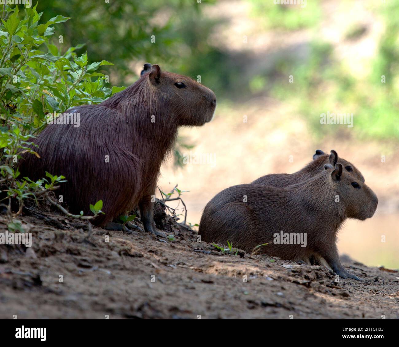 Gros plan de la famille Capybara (Hydrochoerus hydrochaeris), assise le long de la rive dans les Pampas del Yacuma, en Bolivie. Banque D'Images