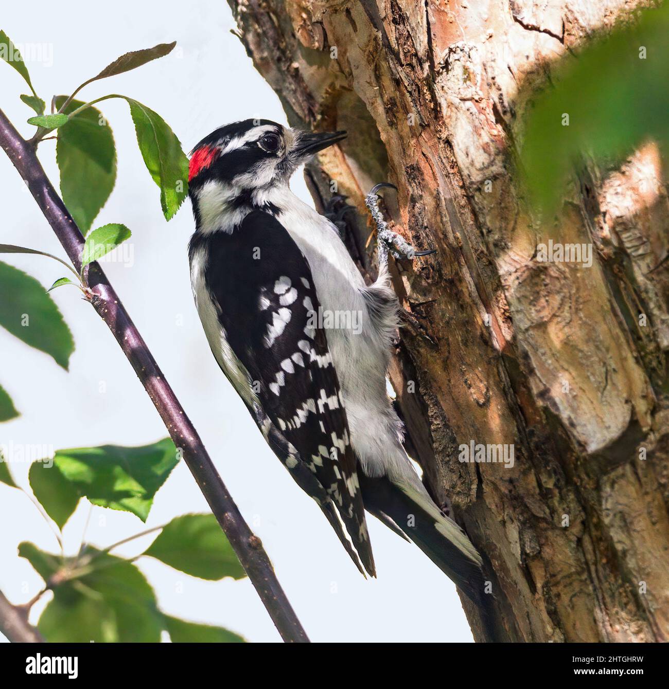 Gros plan d'un pic mâle Downy, en vérifiant la progression du trou dans un arbre sur lequel il travaille. Banque D'Images