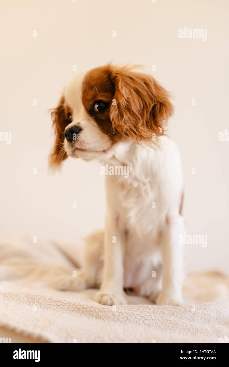 Chien mignon assis sur un plat et regardant sur le côté. Roi Charles Epagneul isolé Banque D'Images