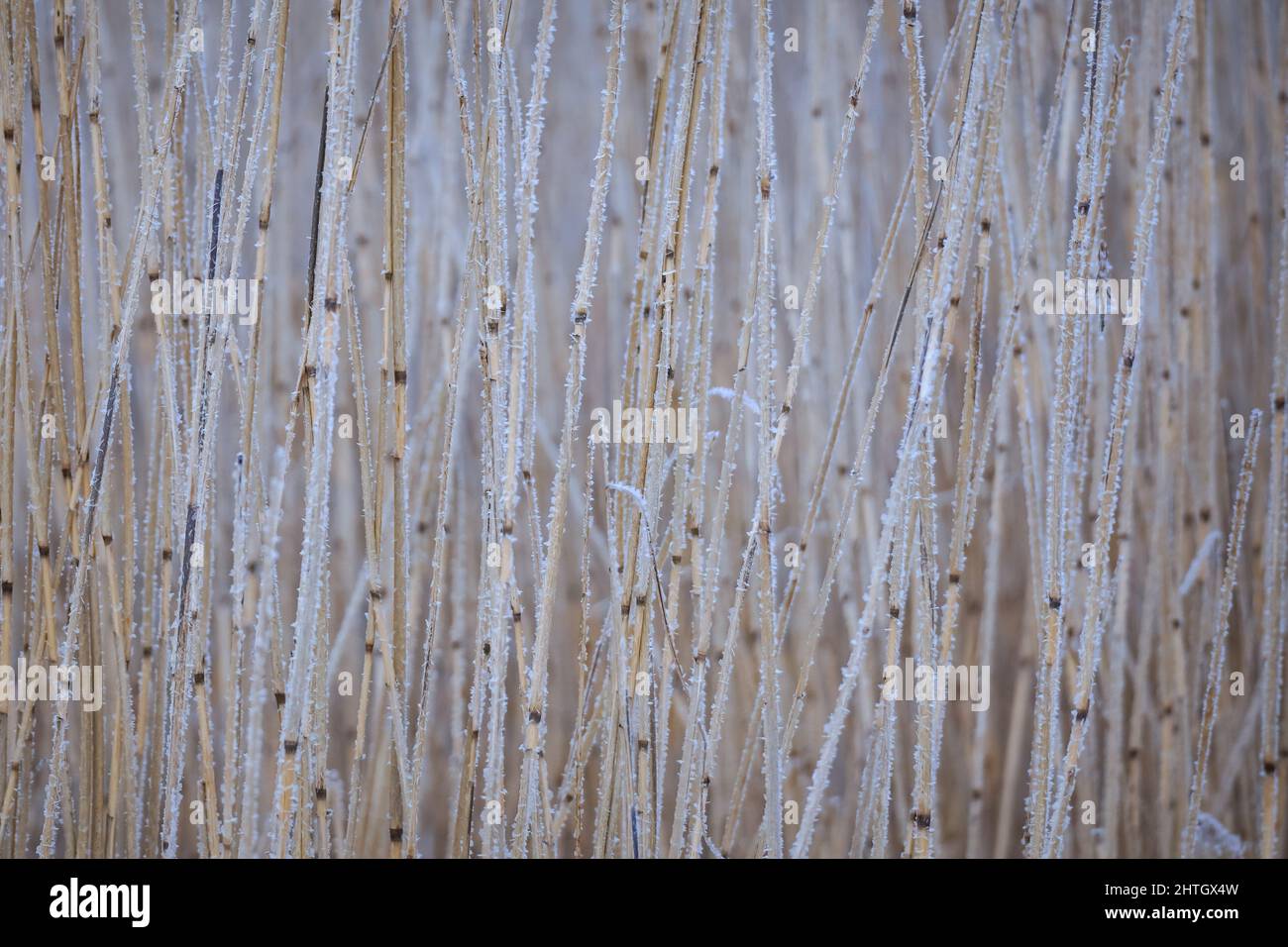 Tiges de roseaux secs recouvertes de gel lors d'un hiver givré, fond naturel Banque D'Images