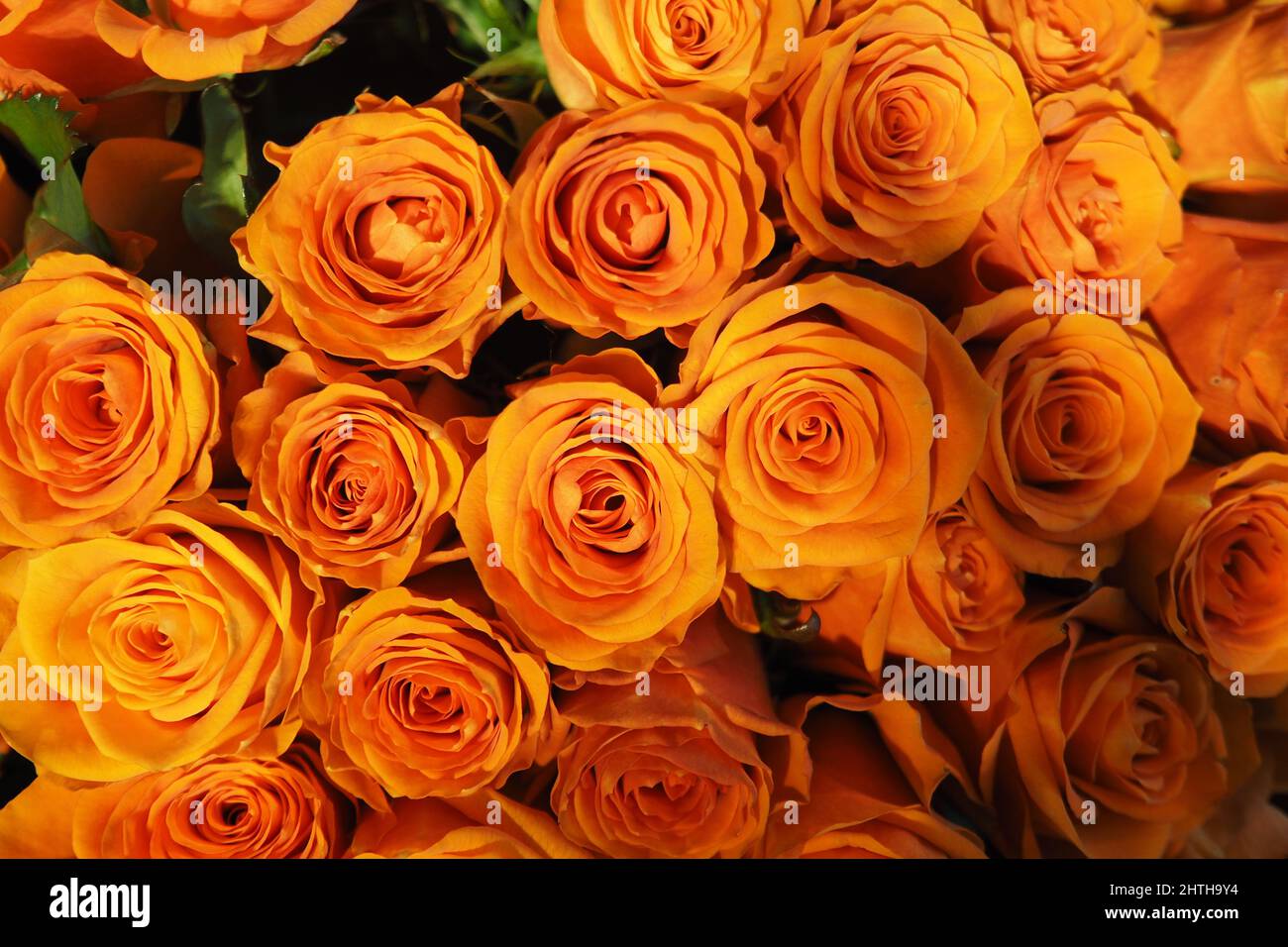 Floristics. Fleurs naturelles. Roses vivantes, beau bouquet d'orange. Arrière-plan plein format. Photo de haute qualité Banque D'Images