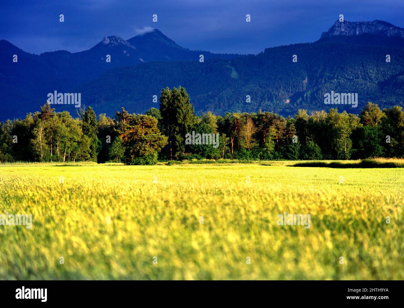 Terres agricoles vers les Alpes bavaroises, Chiemgau, haute-Bavière, Allemagne Banque D'Images