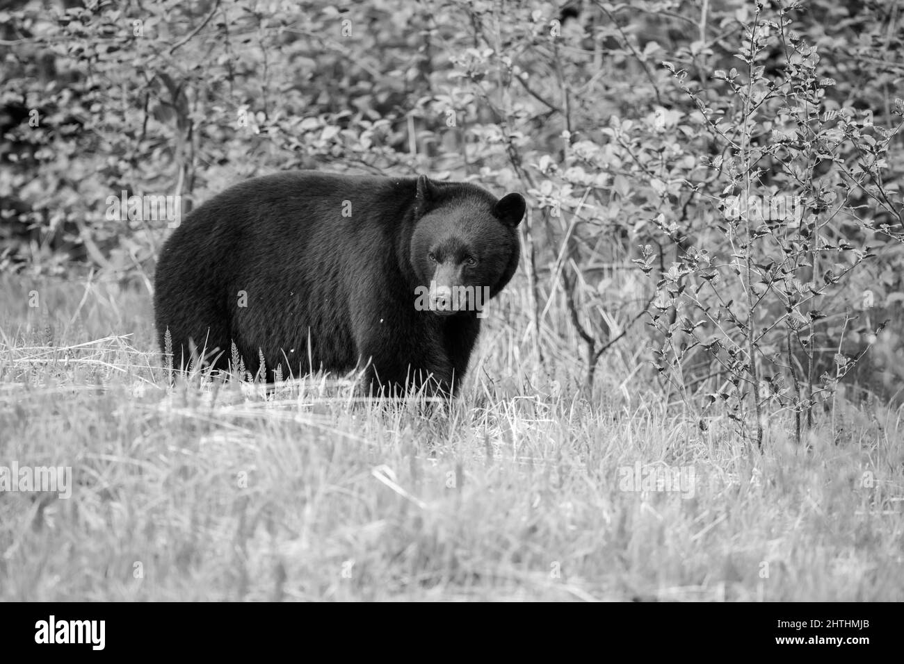 Ours noir de l'ours noir cub à Canada nature. Banque D'Images