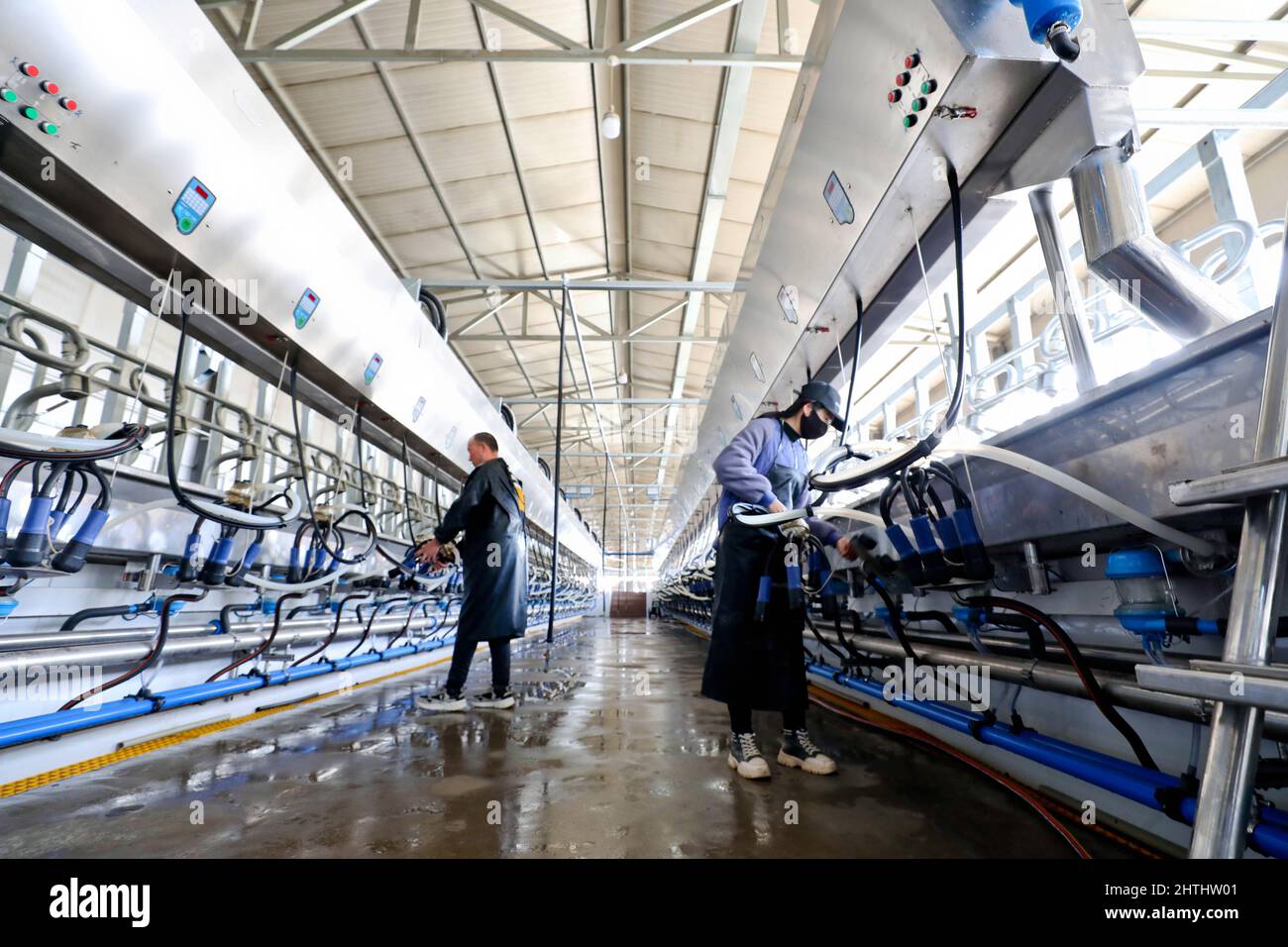 ZHANGYE, CHINE - le 1 MARS 2022 - les membres du personnel vérifient, nettoient et désinfectent l'équipement de collecte du lait dans l'atelier d'alimentation de la base laitière Zhangye à T. Banque D'Images