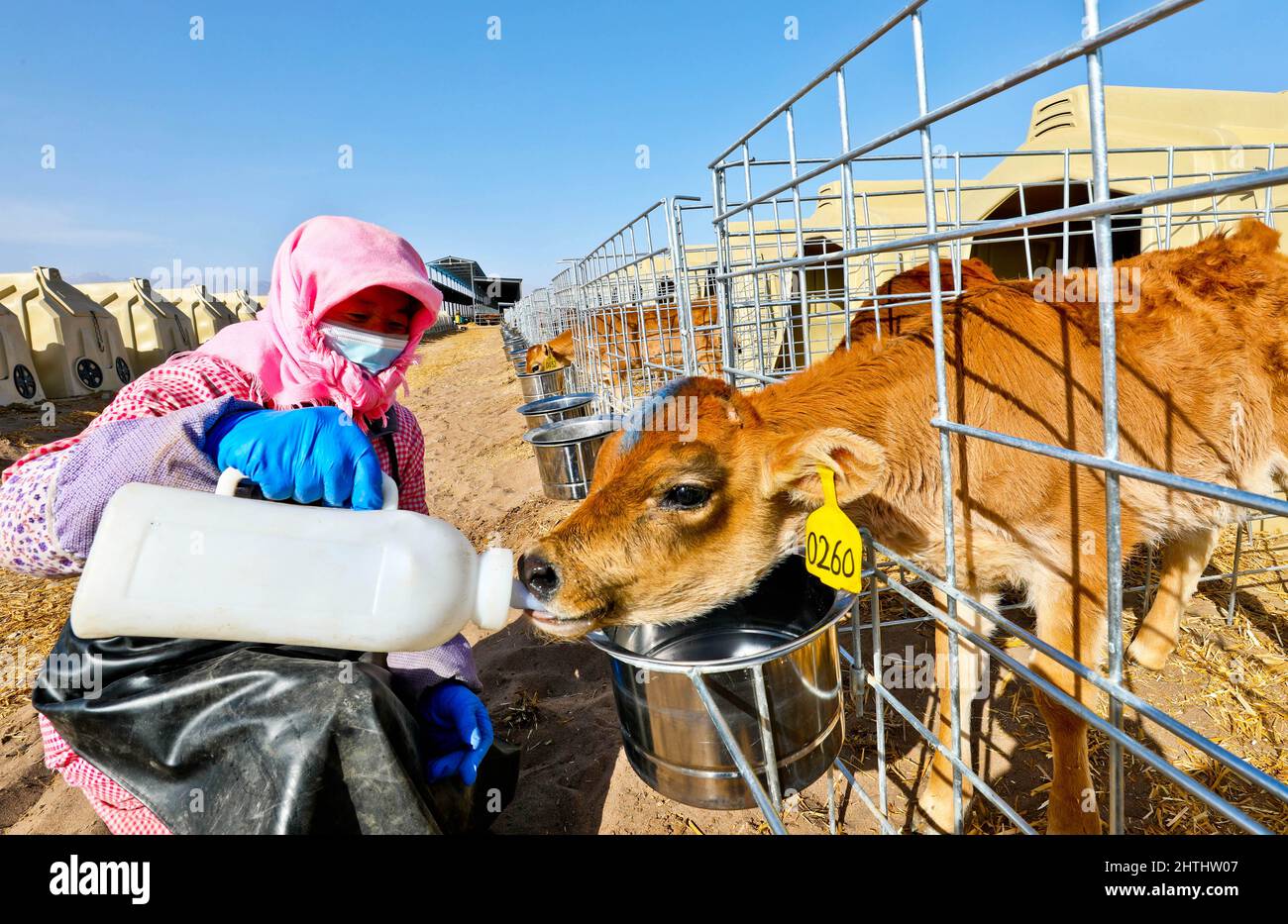 ZHANGYE, CHINE - le 1 MARS 2022 - Un membre du personnel nourrit un veau de lait dans la base laitière de zhangye, dans la province de Gansu, dans le nord-ouest de la Chine, le 1 mars 2022. Banque D'Images