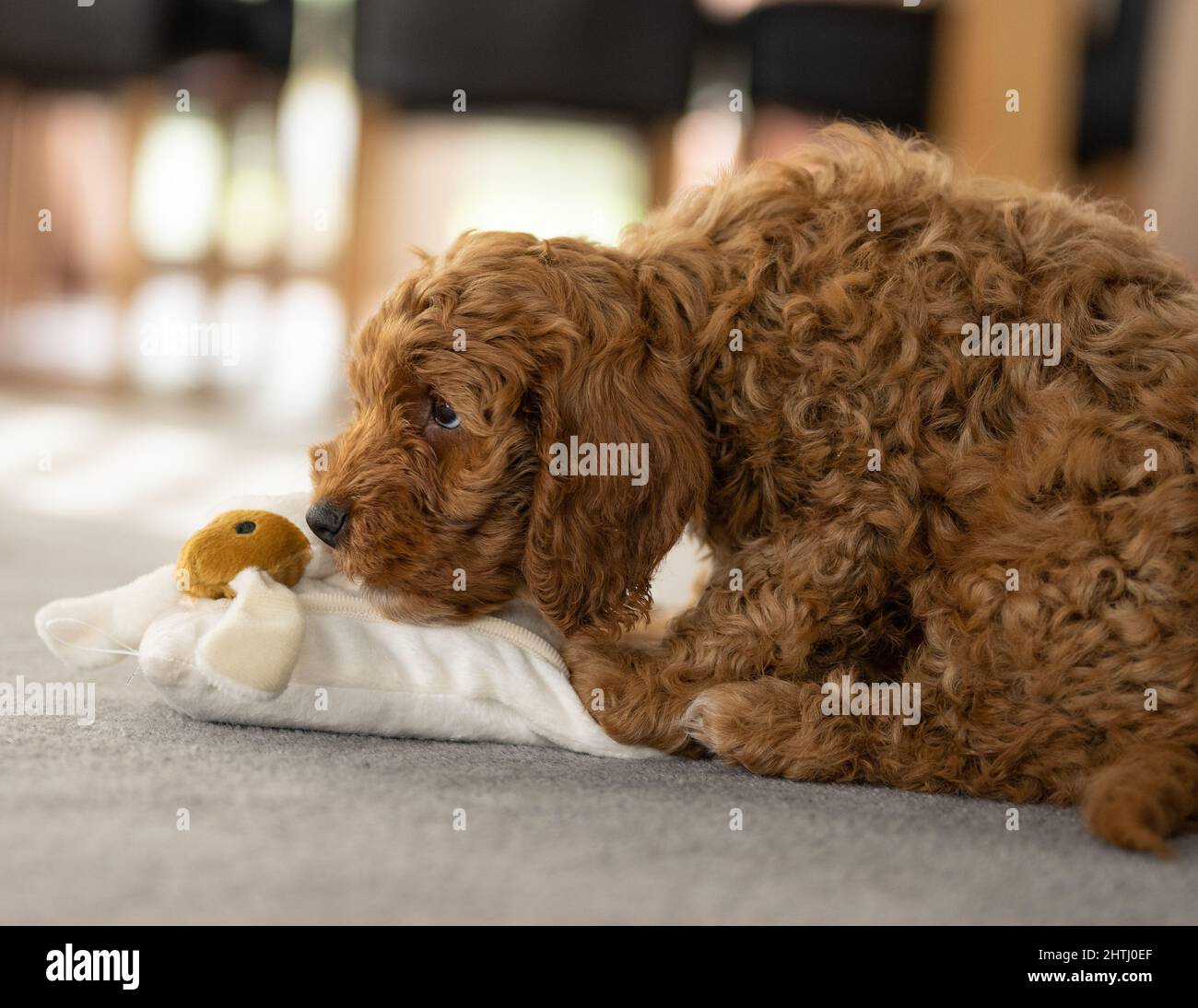 Un magnifique petit chiot Cockerpoo joue sur la crpette dans la maison Banque D'Images