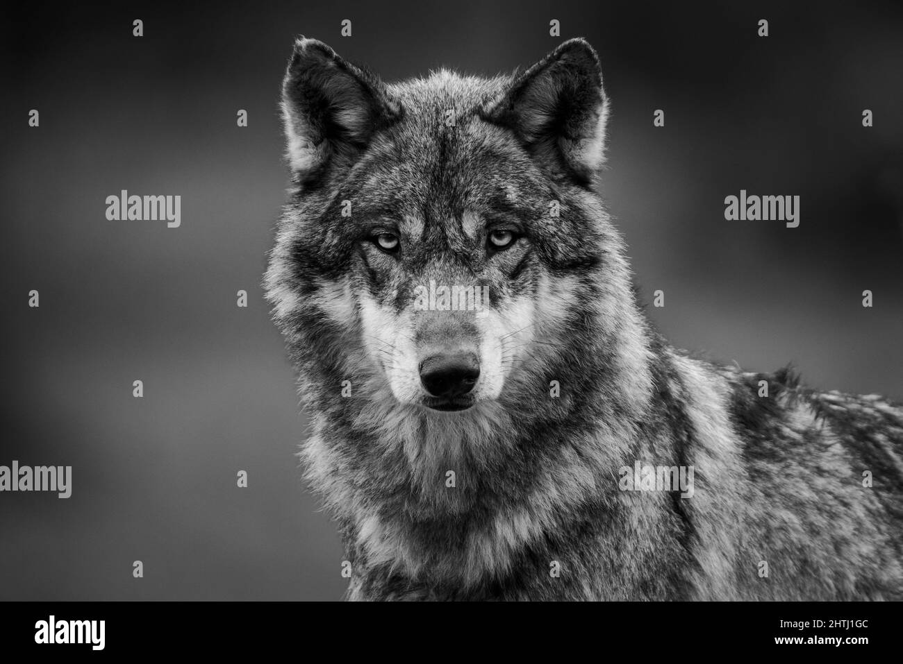 Loup gris dans la forêt Banque D'Images