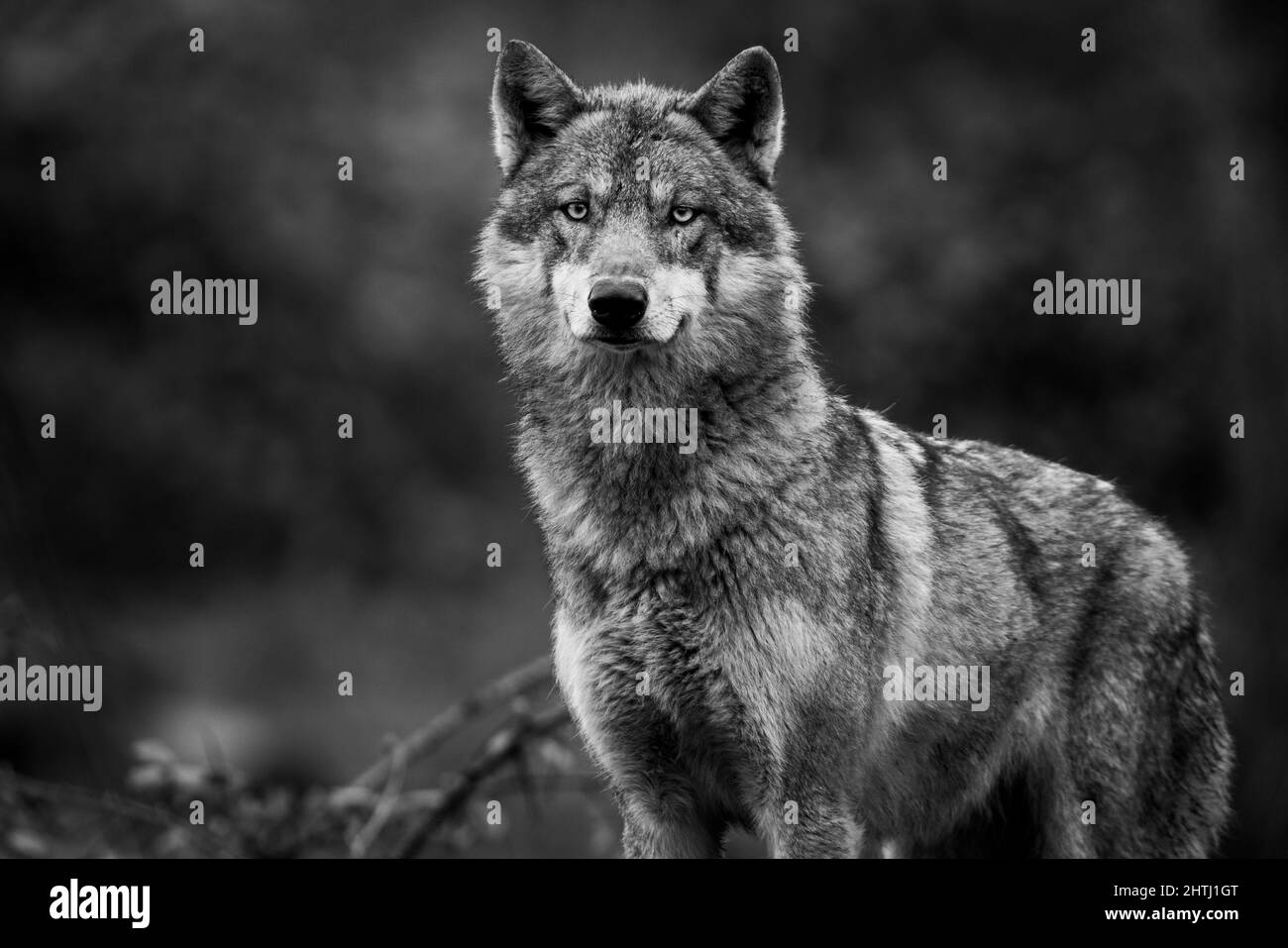 Loup gris dans la forêt Banque D'Images