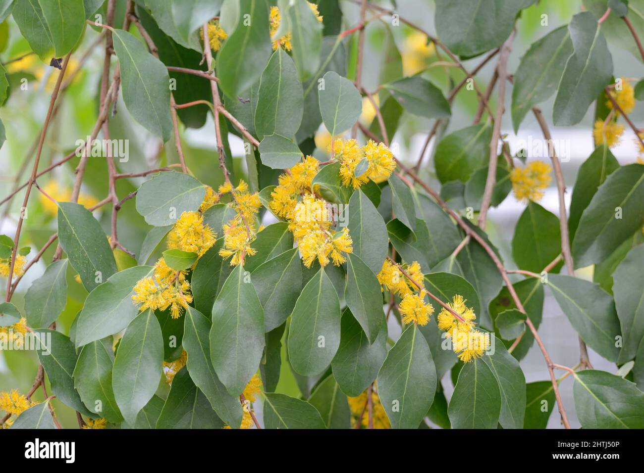Azara pétiolaris arbuste à feuilles persistantes ou petit arbre aux fleurs jaunes parfumées Banque D'Images
