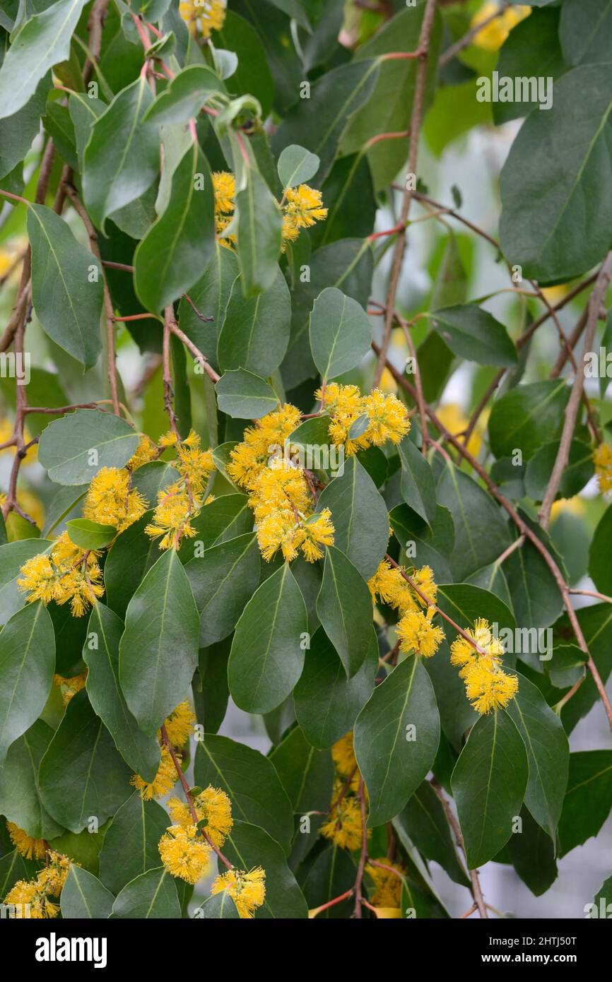 Azara pétiolaris arbuste à feuilles persistantes ou petit arbre aux fleurs jaunes parfumées Banque D'Images