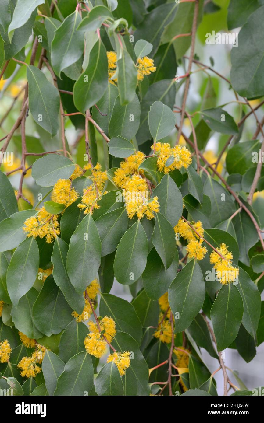 Azara pétiolaris arbuste à feuilles persistantes ou petit arbre aux fleurs jaunes parfumées Banque D'Images