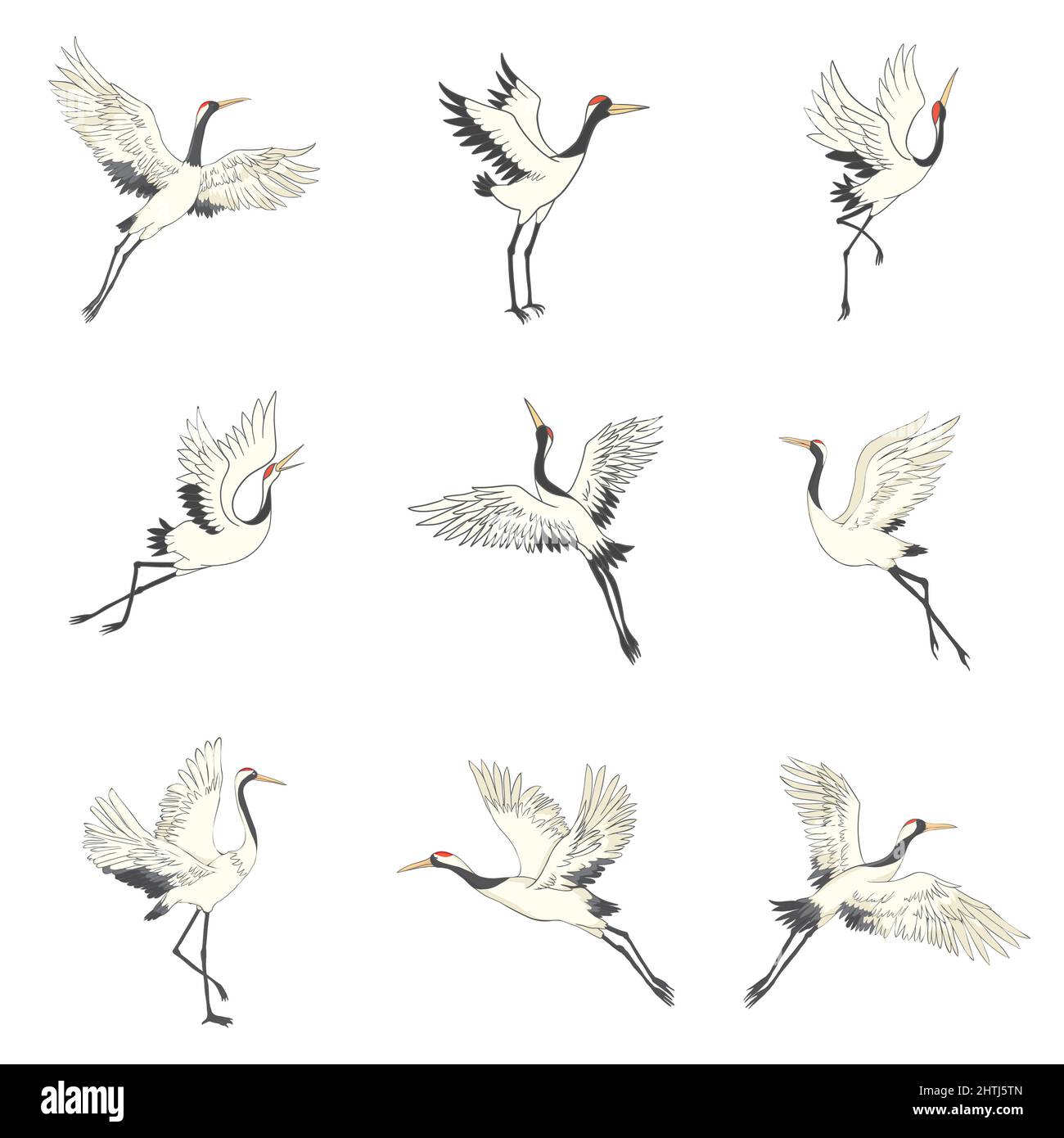 Ensemble de grues blanches dans différentes positions, collection d'oiseaux japonais dessinés à la main volant, debout, danse. Symbole de l'art asiatique traditionnel, Isola Illustration de Vecteur