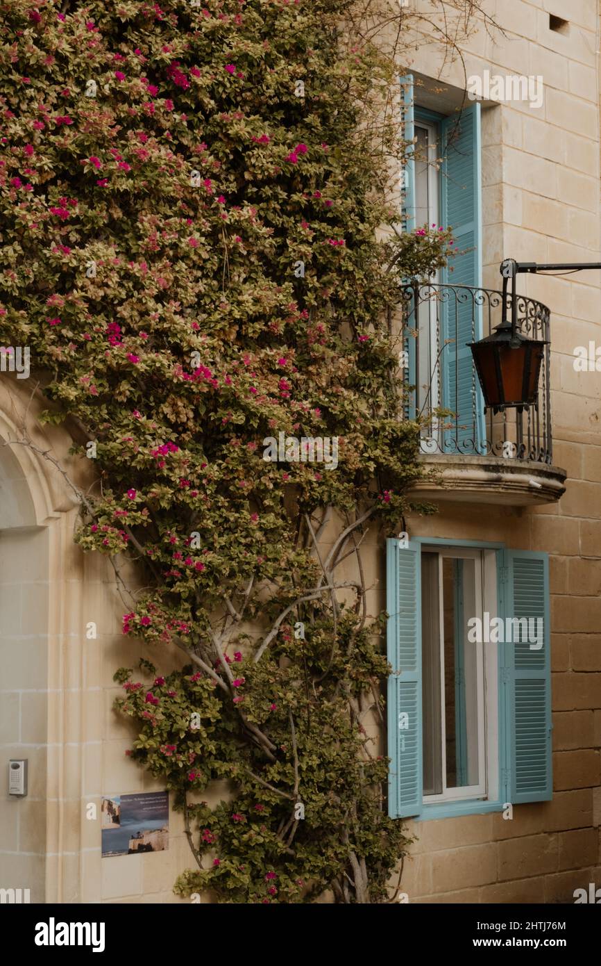 Blumenranken an Hauswand mit blauen Fensterläden Banque D'Images
