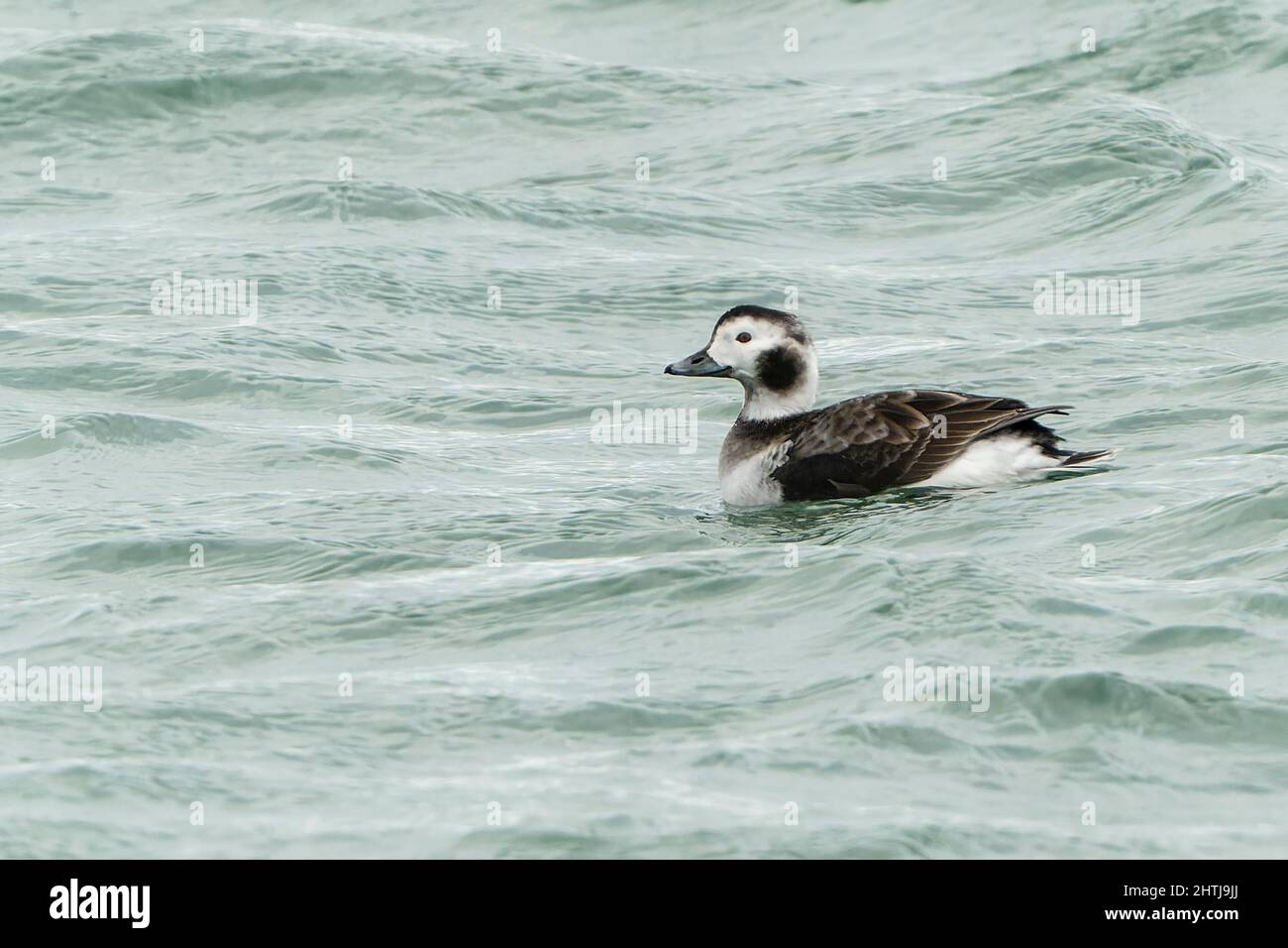 Canard à longue queue, Clangula hyemalis, femelle adulte qui nage en mer dans le golfe de Finlande, février 2022 Banque D'Images