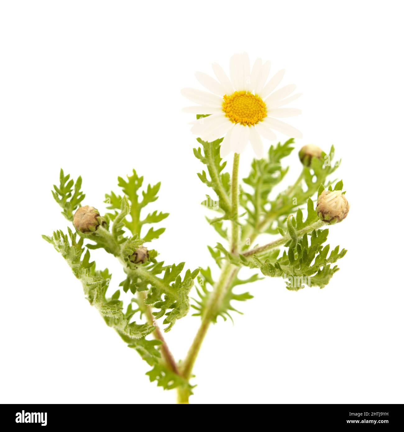 Flore de Gran Canaria - Argyranthemum, marguerite est endémique aux îles Canaries Banque D'Images