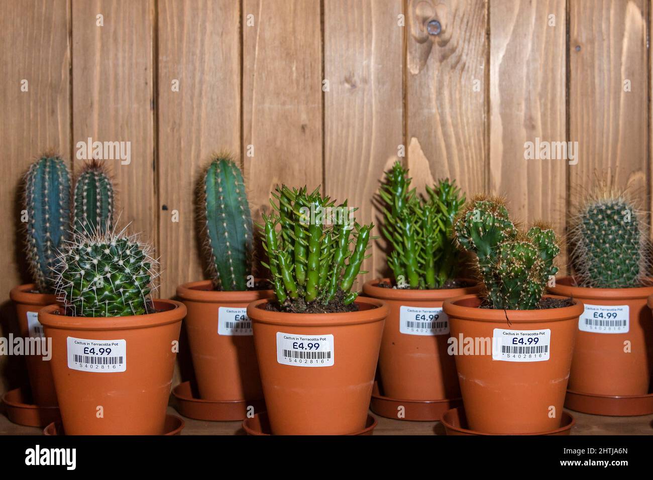 Divers cactus en pots de terre cuite exposés et à la vente. Banque D'Images