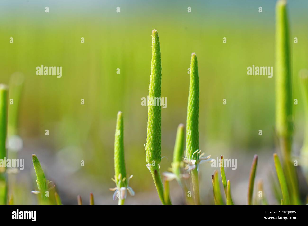Une agrégation de la plante rare et plutôt inhabituelle en fleur, le petit moustail, Myosurus minimus Banque D'Images
