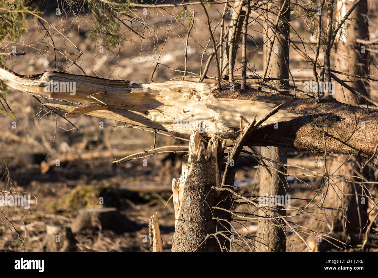 dégâts causés par les tempêtes dans une forêt d'hiver Banque D'Images